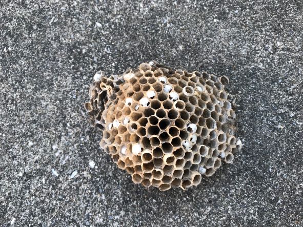 太子町鵤　当社管理物件にてハチの巣除去作業！